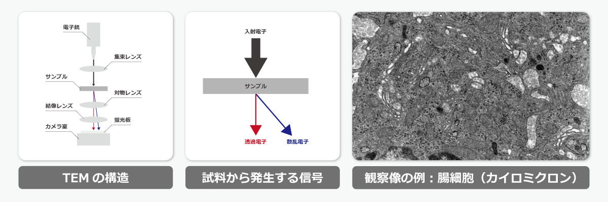 透過型電子顕微鏡(TEM)の原理や仕組みと観察像のイメージ